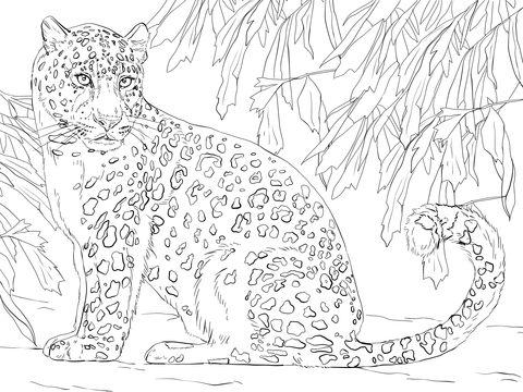 Amur Leopard Coloring Page